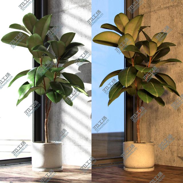 images/goods_img/2021040231/Ficus elastica decora medium/2.jpg